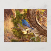Berg Bluebird in Arches National Park Briefkaart (Voorkant)