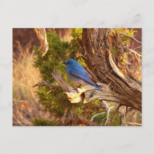 Berg Bluebird in Arches National Park Briefkaart (Voorkant)