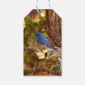 Berg Bluebird in Arches National Park Cadeaulabel (Voorkant)