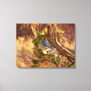Berg Bluebird in Arches National Park Canvas Afdruk