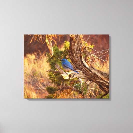 Berg Bluebird in Arches National Park Canvas Afdruk (Voorkant)