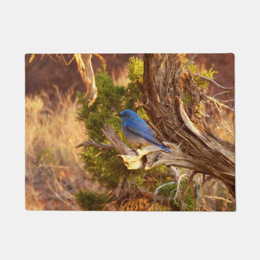 Berg Bluebird in Arches National Park Deurmat (Voorkant)
