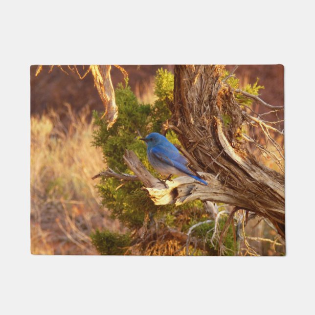 Berg Bluebird in Arches National Park Deurmat (Voorkant)