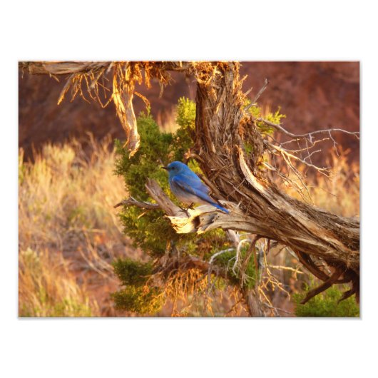 Berg Bluebird in Arches National Park Foto Afdruk (Voorkant)