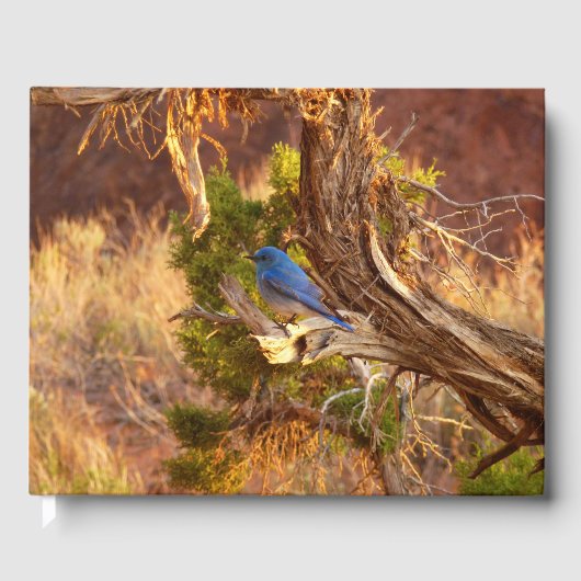 Berg Bluebird in Arches National Park Gastenboek (Voorkant)