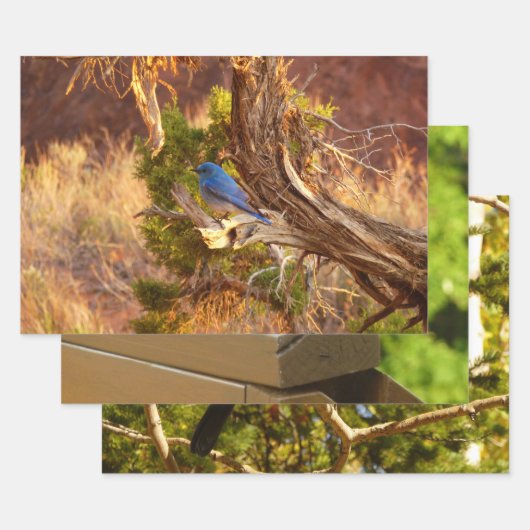 Berg Bluebird in Arches National Park Inpakpapier Vel (Set)