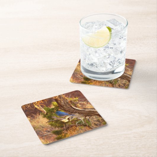 Berg Bluebird in Arches National Park Kartonnen Onderzetters (Insitu)