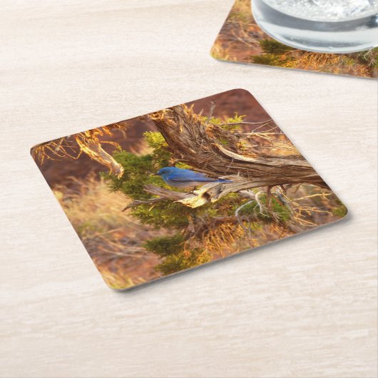 Berg Bluebird in Arches National Park Kartonnen Onderzetters (Schuin)