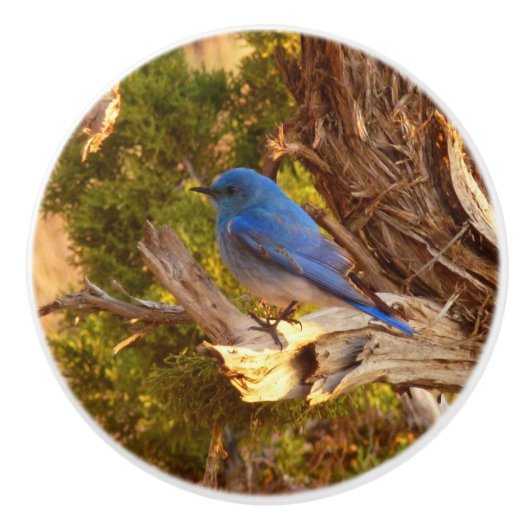 Berg Bluebird in Arches National Park Keramische Knop (Voorkant)