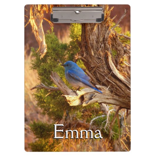 Berg Bluebird in Arches National Park Klembord (Voorkant)