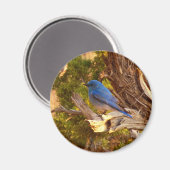 Berg Bluebird in Arches National Park Magneet (Voorkant / Achterkant)