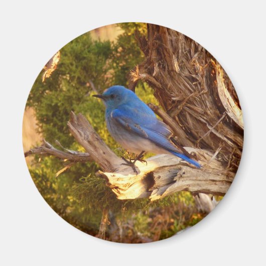 Berg Bluebird in Arches National Park Magneet (Voorkant)