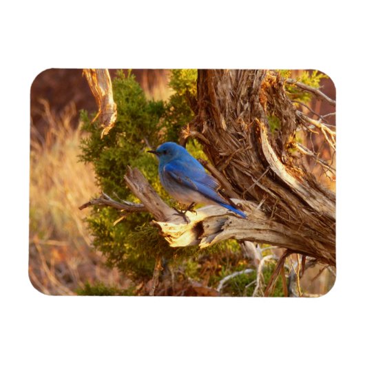 Berg Bluebird in Arches National Park Magneet (Horizontaal)