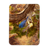 Berg Bluebird in Arches National Park Magneet (Verticaal)