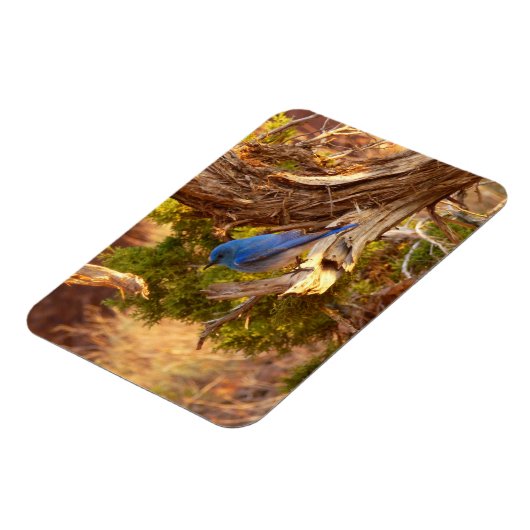 Berg Bluebird in Arches National Park Magneet (Linkerzijde)