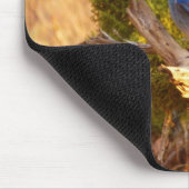 Berg Bluebird in Arches National Park Muismat (Hoek)