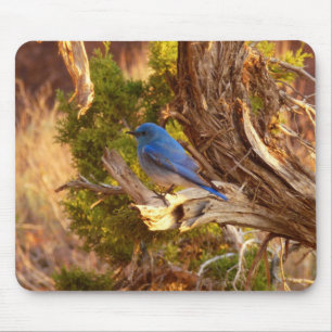Berg Bluebird in Arches National Park Muismat
