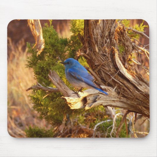 Berg Bluebird in Arches National Park Muismat (Voorkant)