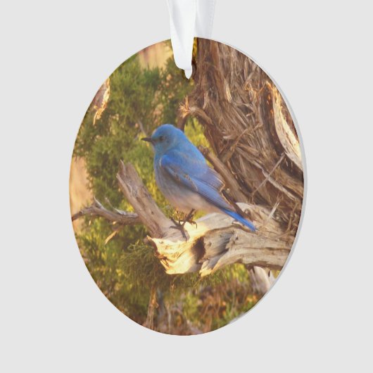 Berg Bluebird in Arches National Park Ornament (voorkant)