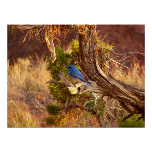 Berg Bluebird in Arches National Park Perfect Poster (Voorkant)