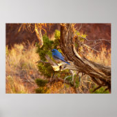 Berg Bluebird in Arches National Park Poster (Voorkant)