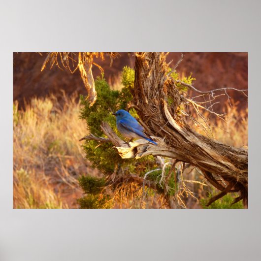 Berg Bluebird in Arches National Park Poster (Voorkant)