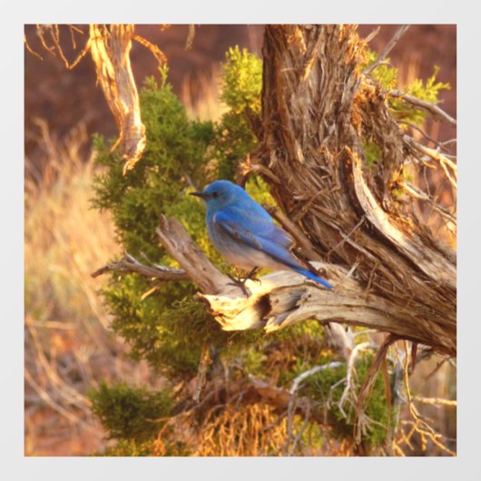 Berg Bluebird in Arches National Park Raamsticker (Vel)