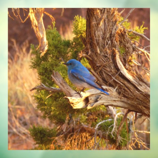 Berg Bluebird in Arches National Park Raamsticker (Vel 3)