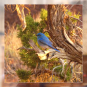 Berg Bluebird in Arches National Park Raamsticker (Vel 2)