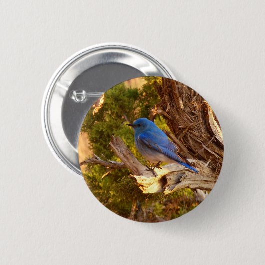 Berg Bluebird in Arches National Park Ronde Button 5,7 Cm (Voorkant /achterkant)