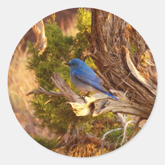 Berg Bluebird in Arches National Park Ronde Sticker (Voorkant)