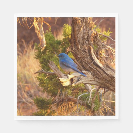 Berg Bluebird in Arches National Park Servet (Voorkant)