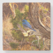 Berg Bluebird in Arches National Park Stenen Onderzetter (Voorkant)