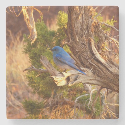 Berg Bluebird in Arches National Park Stenen Onderzetter (Voorkant)