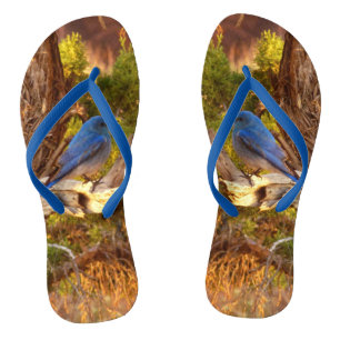 Berg Bluebird in Arches National Park Teenslippers
