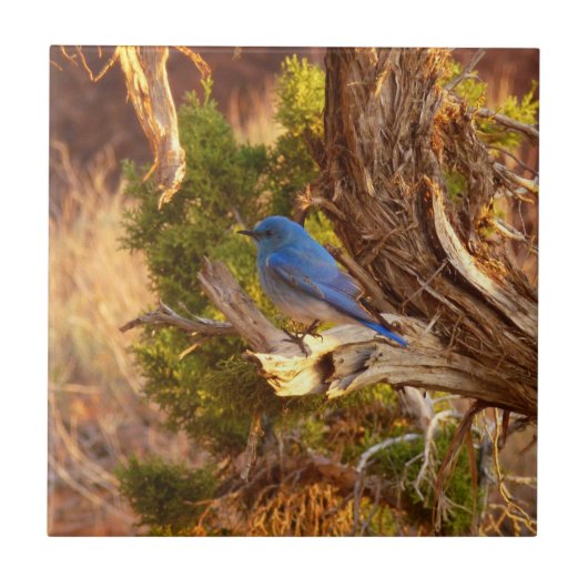 Berg Bluebird in Arches National Park Tegeltje (Voorkant)
