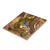 Berg Bluebird in Arches National Park Tegeltje (Zijkant)