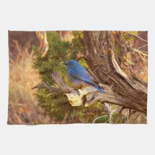 Berg Bluebird in Arches National Park Theedoek