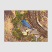 Berg Bluebird in Arches National Park Tissuepapier (Voorkant)
