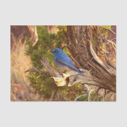 Berg Bluebird in Arches National Park Tissuepapier (Voorkant)