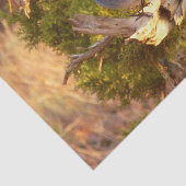 Berg Bluebird in Arches National Park Tissuepapier (Detail)