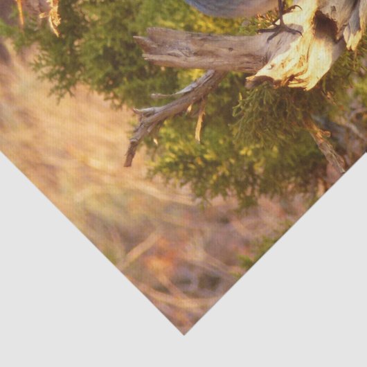 Berg Bluebird in Arches National Park Tissuepapier (Detail)