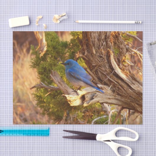 Berg Bluebird in Arches National Park Tissuepapier