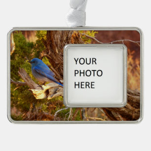 Berg Bluebird in Arches National Park Verzilverd Omlijst Ornament