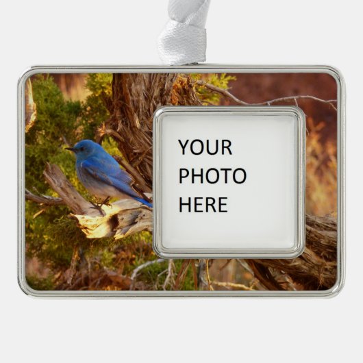 Berg Bluebird in Arches National Park Verzilverd Omlijst Ornament (Voorkant)