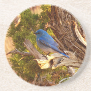 Berg Bluebird in Arches National Park Zandsteen Onderzetter
