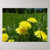 Berg Dandelions Poster (Voorkant)