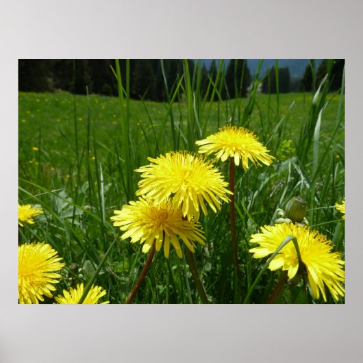 Berg Dandelions Poster (Voorkant)