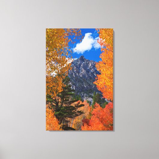 Berg geframed in herfstloof, CA Canvas Afdruk (Voorkant)