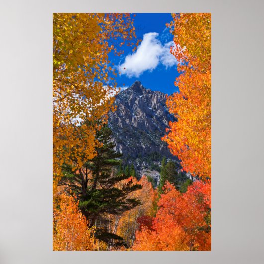 Berg geframed in herfstloof, CA Poster (Voorkant)